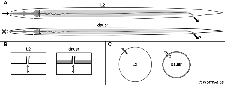 DCutFIG 10 Cuticle lining of dauer pharynx lumen