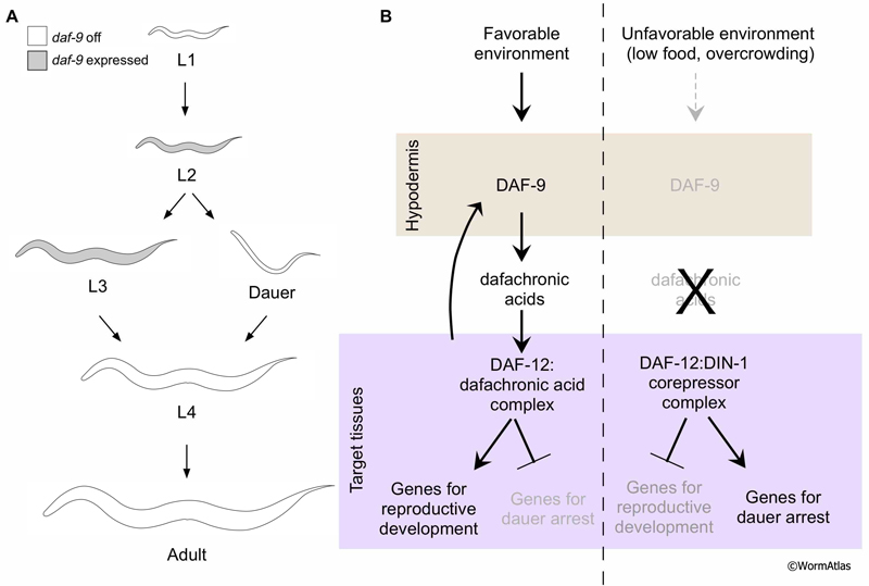 DEpiFIG 5: Hormonal regulation of dauer arrest by hypodermal DAF-9 activity