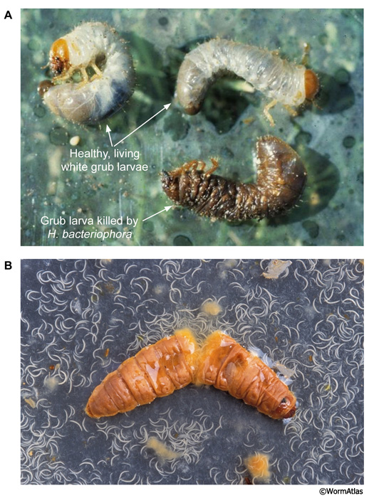 DNemFIG 2: Heterorhabditis nematodes infect grub larvae