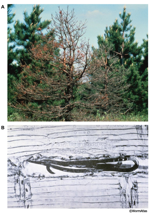DNemFIG4: Bursaphelenchus xylophilus dauers spread pine wilt disease