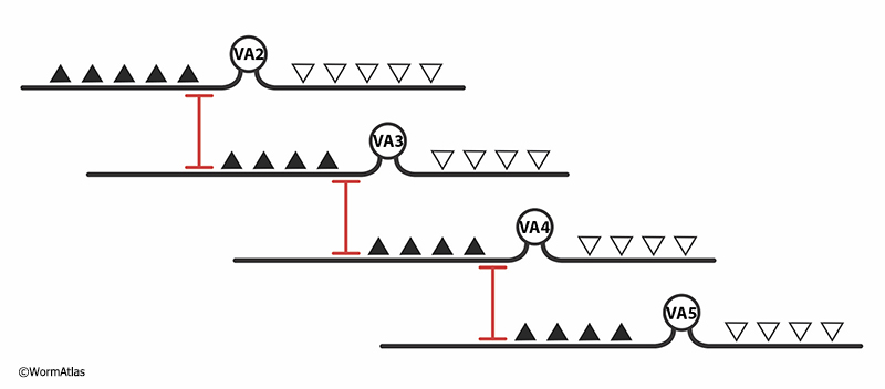 GapjunctFIG 9: Gap junctions connect a linear array of homologous VA motor neurons.