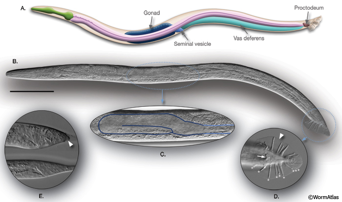 IntroFIG 5 C. elegans male