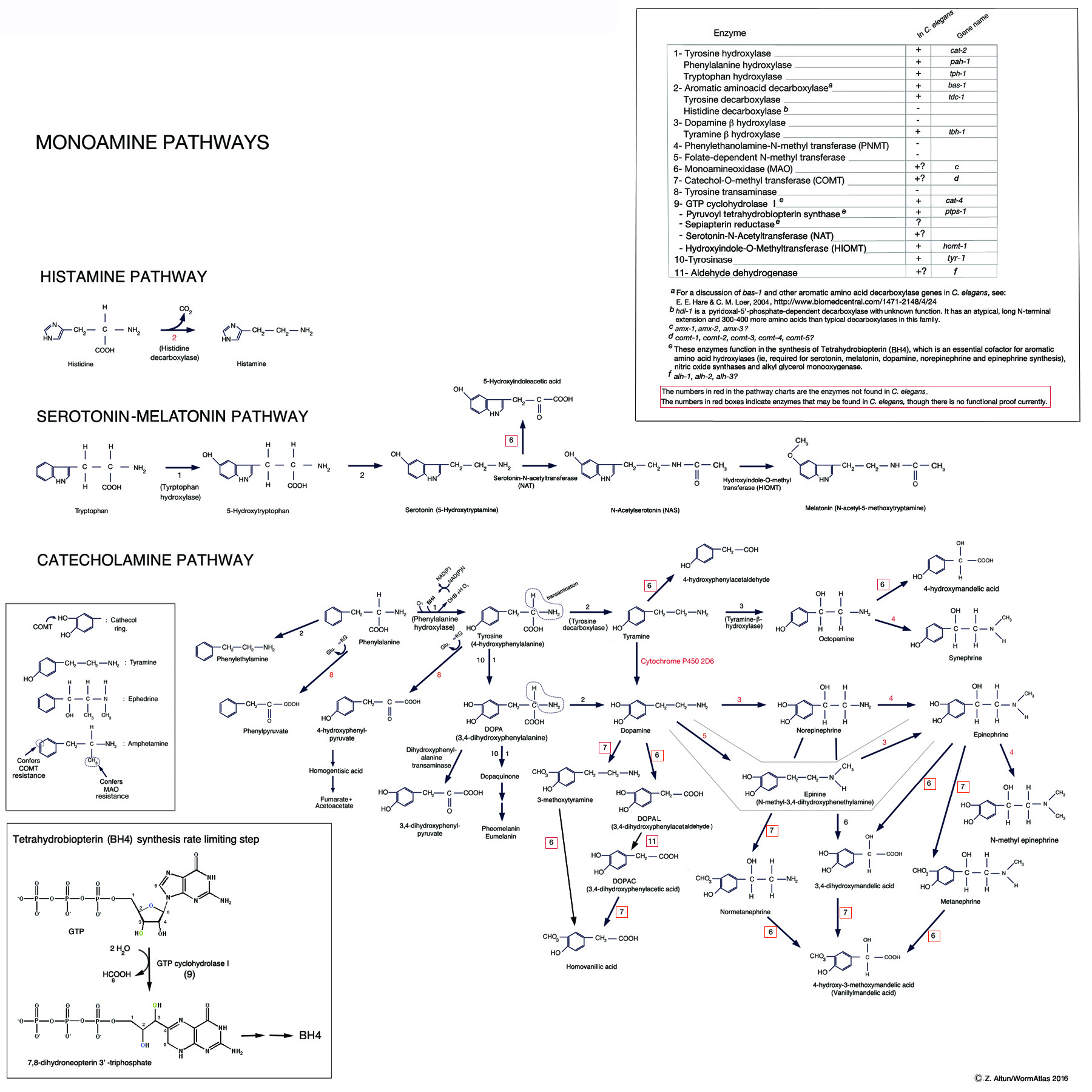 Neurotransmitter Chart
