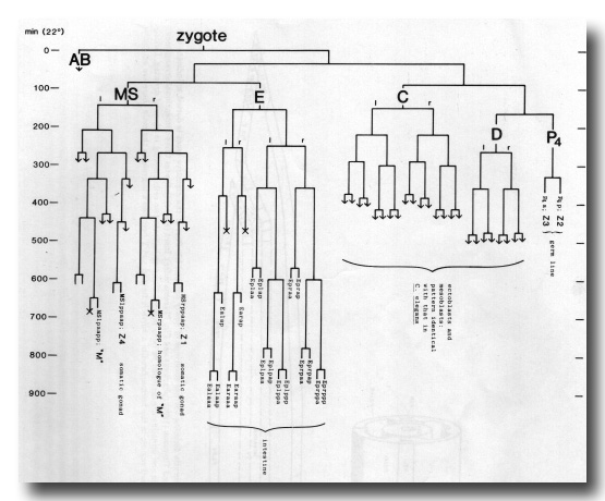 C Elegans Cell Lineage Wiring Diagram from www.wormatlas.org