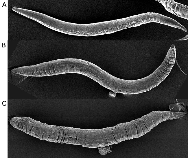 AIntroFIG 2: Scanning electron micrographs (SEMs) of young and old C. elegans. 