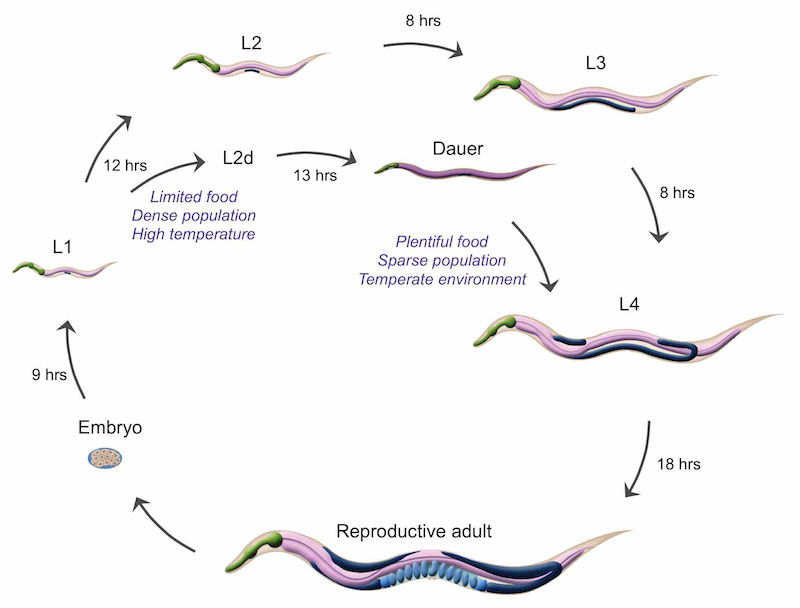 DIntroFIG1. C. elegans life cycle with dauer branch. 