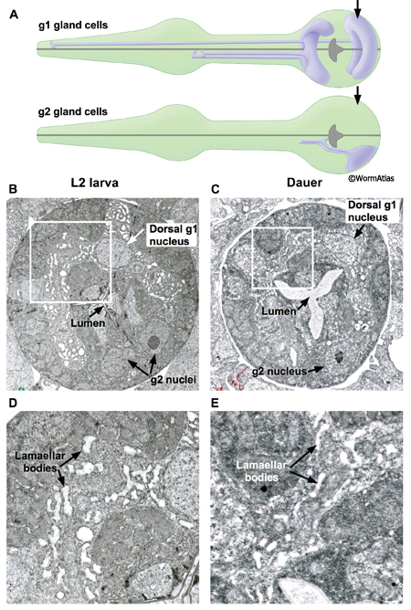 DPhaFIG 9: G1 gland cells in dauers.
