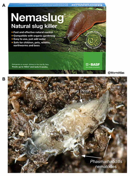 DNemFIG 1: Phasmarhabditis nematodes as biocontrol for garden slugs