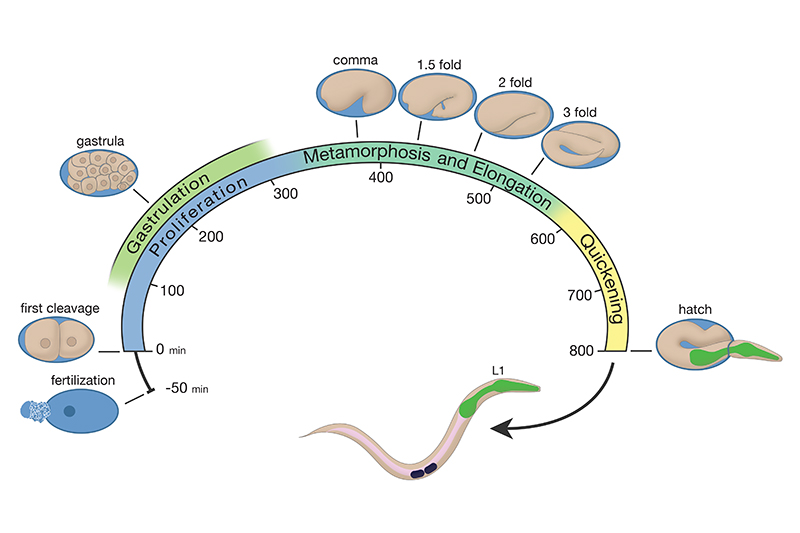EmbryoIntroFIG 3: Life cycle of C. elegans at 22°C