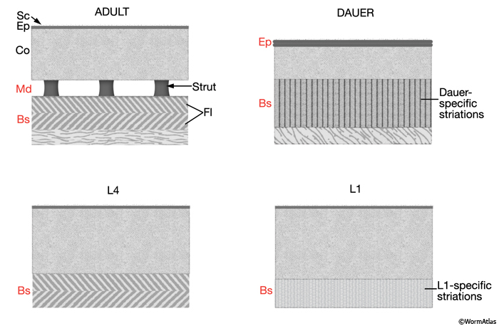 CutFIG 6 Cuticle layer organization in different larval stages