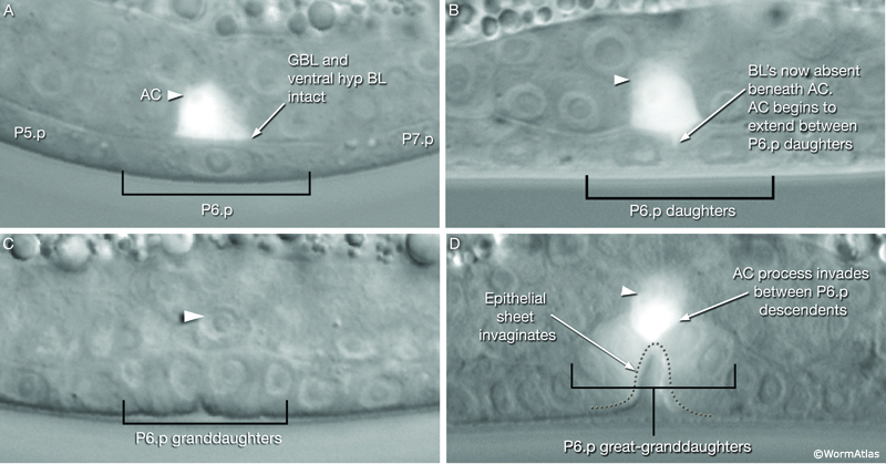 EggFIG 8 Interactions between the AC and cells of the developing vulva