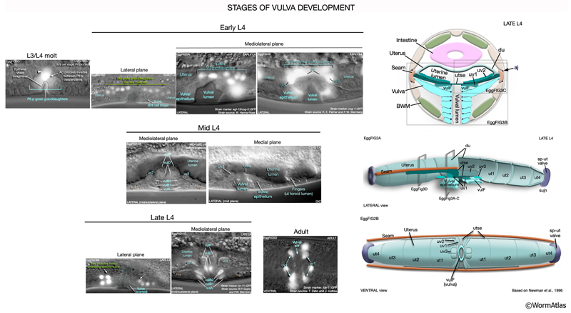 EggFIG Sup1 - Stages of vulval development