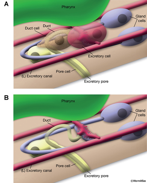 ExcFIG 1Schematic of the adult excretory system in C. elegans