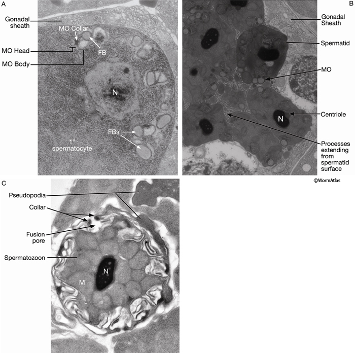 PDF) The POU Geneceh-18Promotes Gonadal Sheath Cell