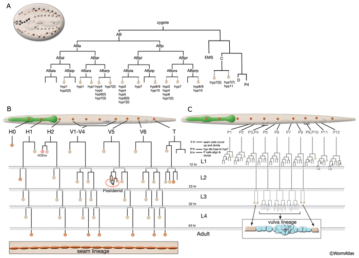 HypFIG 1 Embryonic and post-embryonic lineages