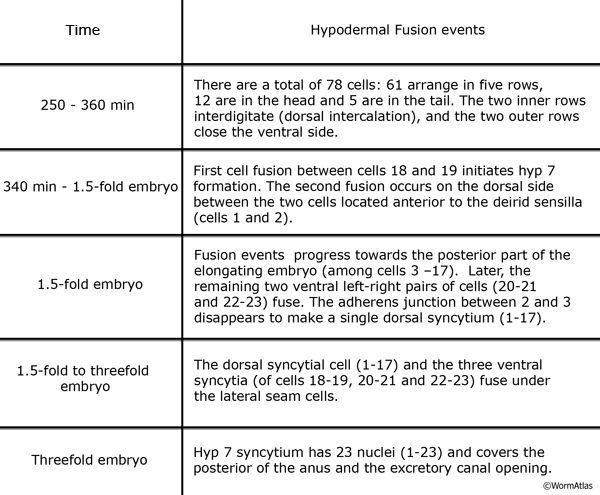 HypTABLE 2 Timing of hypodermal fusion events in the embryo