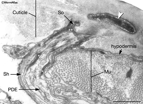 IntroFIG 4B Transmission electron micrograph transverse section of the nubbin of a posterior deirid sensillum