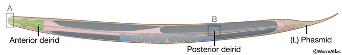 IntroFIG 4C Paired sensilla of the anterior deirid, posterior deirid and phasmid, left lateral side