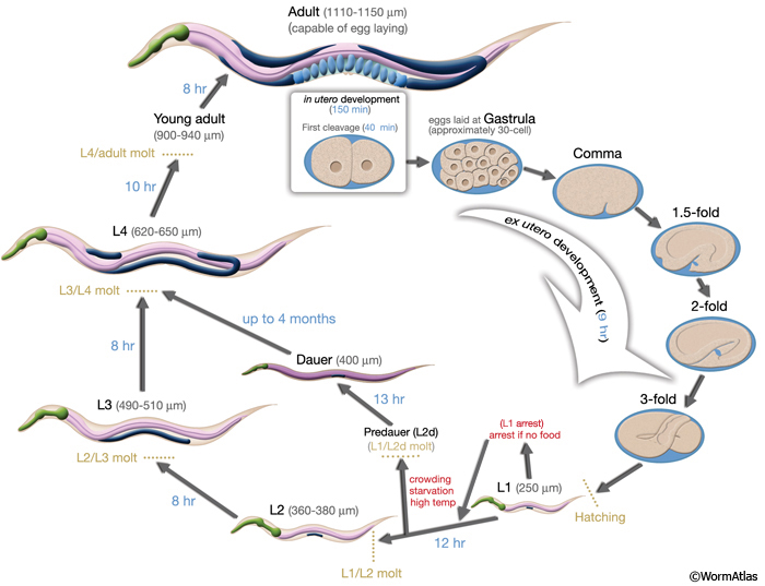 IntroFIG 6 Life cycle of C. elegans at 22 degrees C