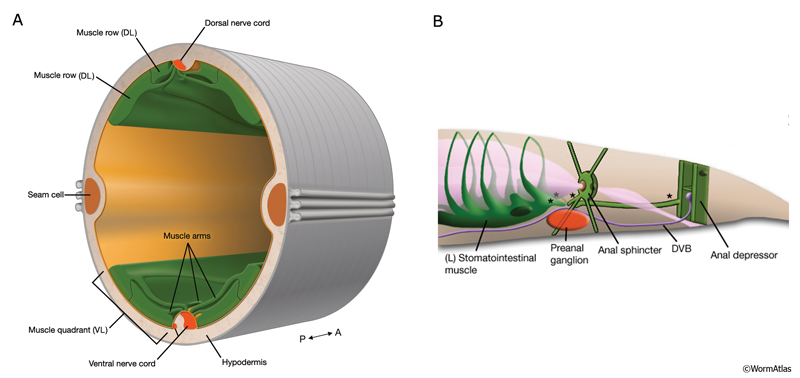 MusFIG 3 Diagram of cross section of the body indicating muscle arms of the body wall muscles