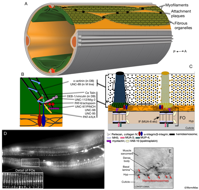 MusFIG 11 Structure and components of C. elegans fibrous organelles (FOs)
