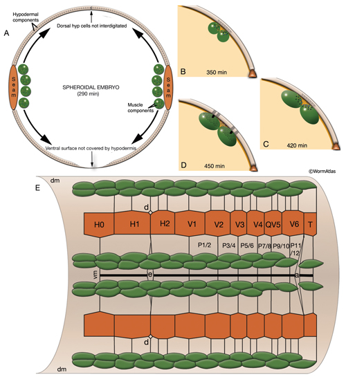 MusFIG 14A_E Development of somatic muscle