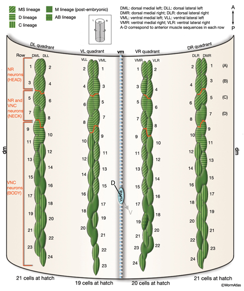 MusFIG 15 Schematic showing T-tubule structure in vertebrate muscle