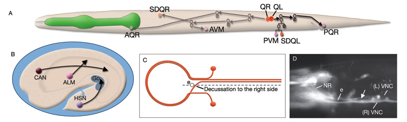 NeuroFIG 4A_D Asymmetries in the C. elegans nervous system