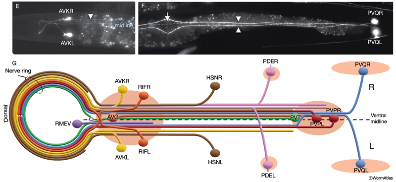 NeuroFIG 4E-G Asymmetries in the C. elegans nervous system