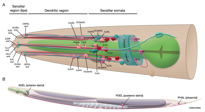 NeuroFIG 22 Positions of left-side C. elegans sensilla