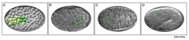 PhaFIG 3A_D Embryonic development of the digestive tract