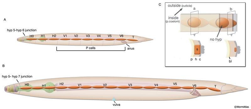 SeamFIG 1 Seam is composed of a longitudinal string of cells on each side of C. elegans