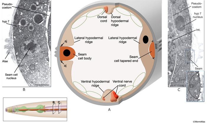 SeamFIG 2 Seam cells are embedded in hypodermis