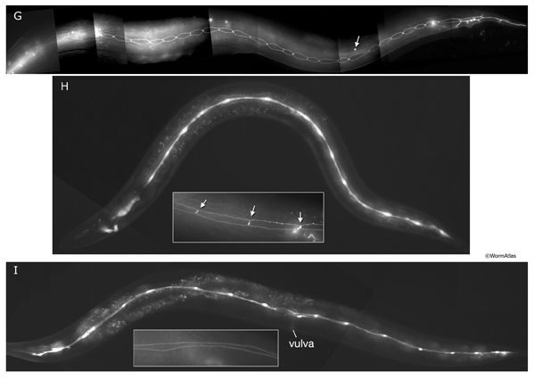SeamFIG 4G-I Development of the seam through embryonic and post-embryonic stages