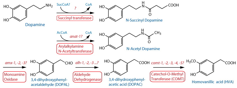 dopamine succinylation & acetylation