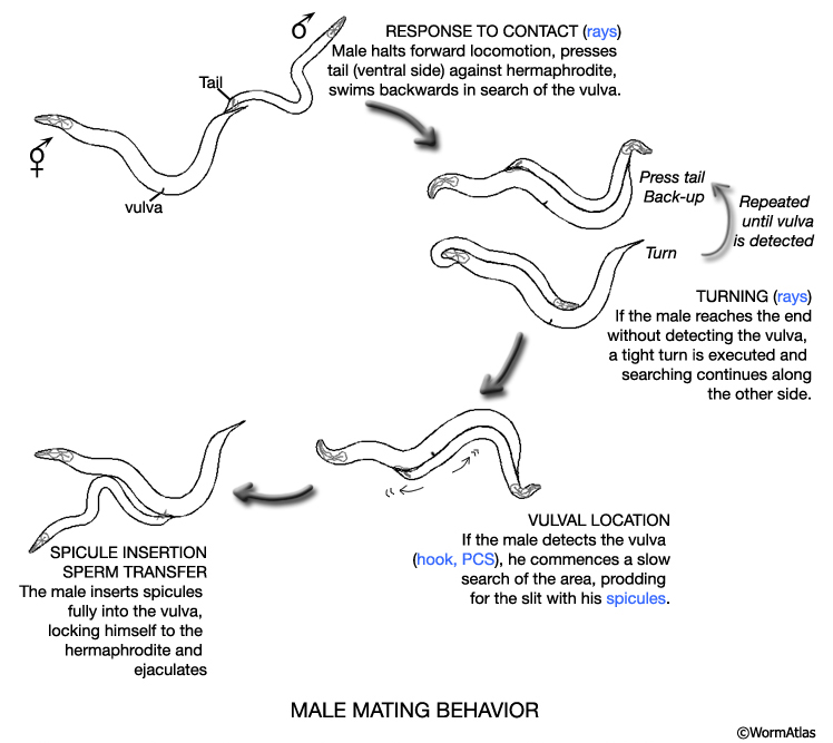 MaleIntroFIG 3 Diagram illustrating male mating behaviors