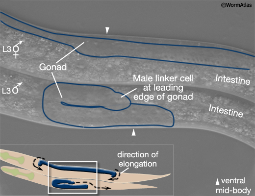 MaleIntroFIG 5A Sex-specific differences in the formation of the gonad at the L3 larval stage