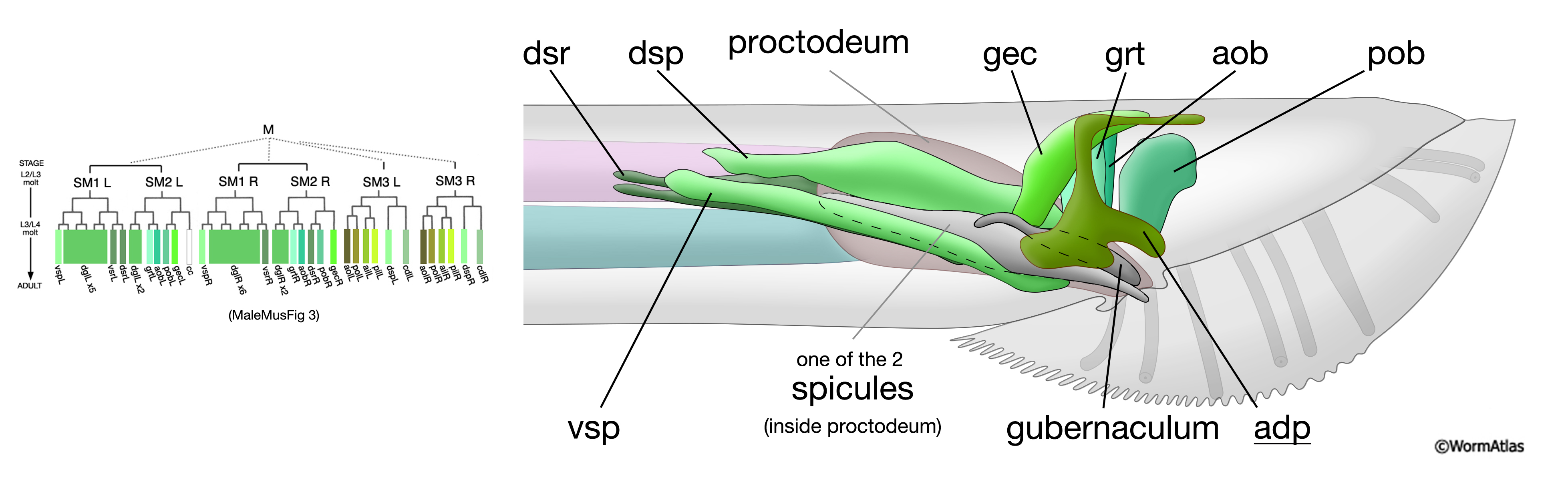 MaleMusFIG  21 The spicule muscles