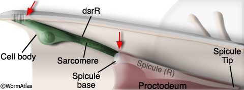 MaleMuscFIG 24 Spicule retractor muscle