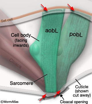 MaleMusFIG 40 Oblique muscles with cell bodies