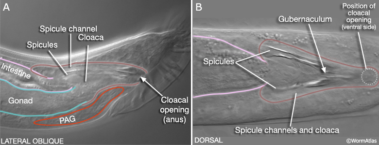MaleProcFIG 2 The cloaca and spicule channels