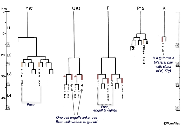 MaleProcFIG 4: F, Y, U, K', K and P12 cells contribute to the proctodeum