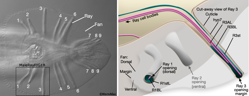 MaleRayFIG 1 Male sensory rays