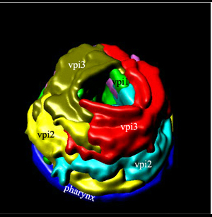 PhaMOVIE4 3-D reconstruction of how VPI cells stack